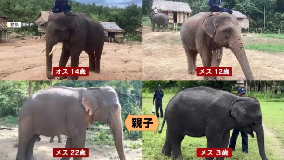 福岡市動物園のアジアゾウ1頭が死ぬ　12歳のメス　ミャンマーから7月にやって来たばかり　秋の全面公開を前に